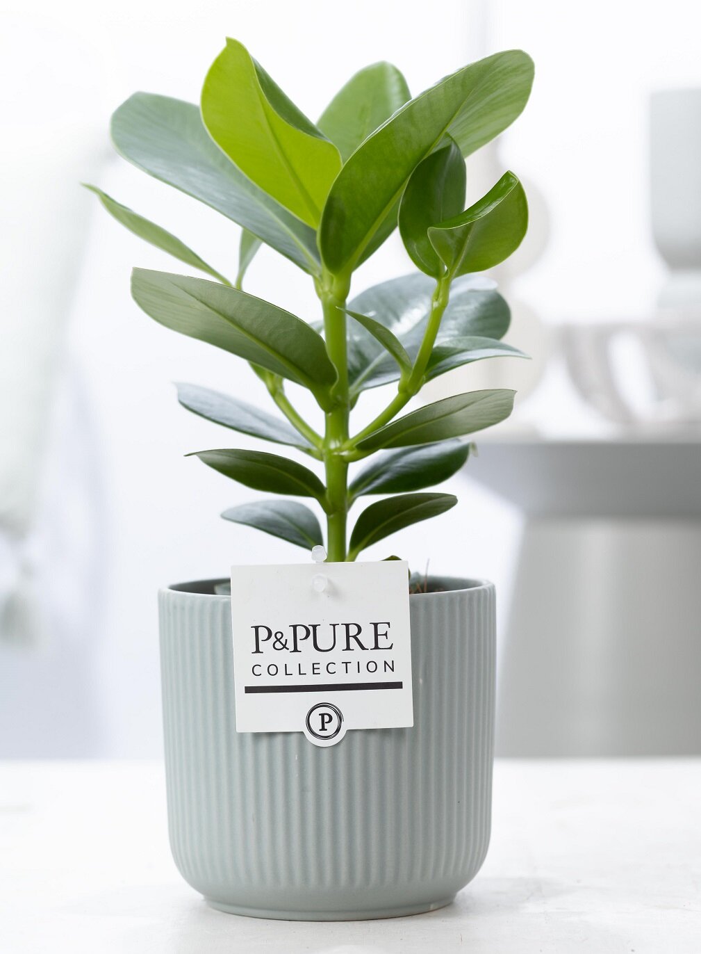 Plant cadeau Clusia rosea incl. groene mooie pot