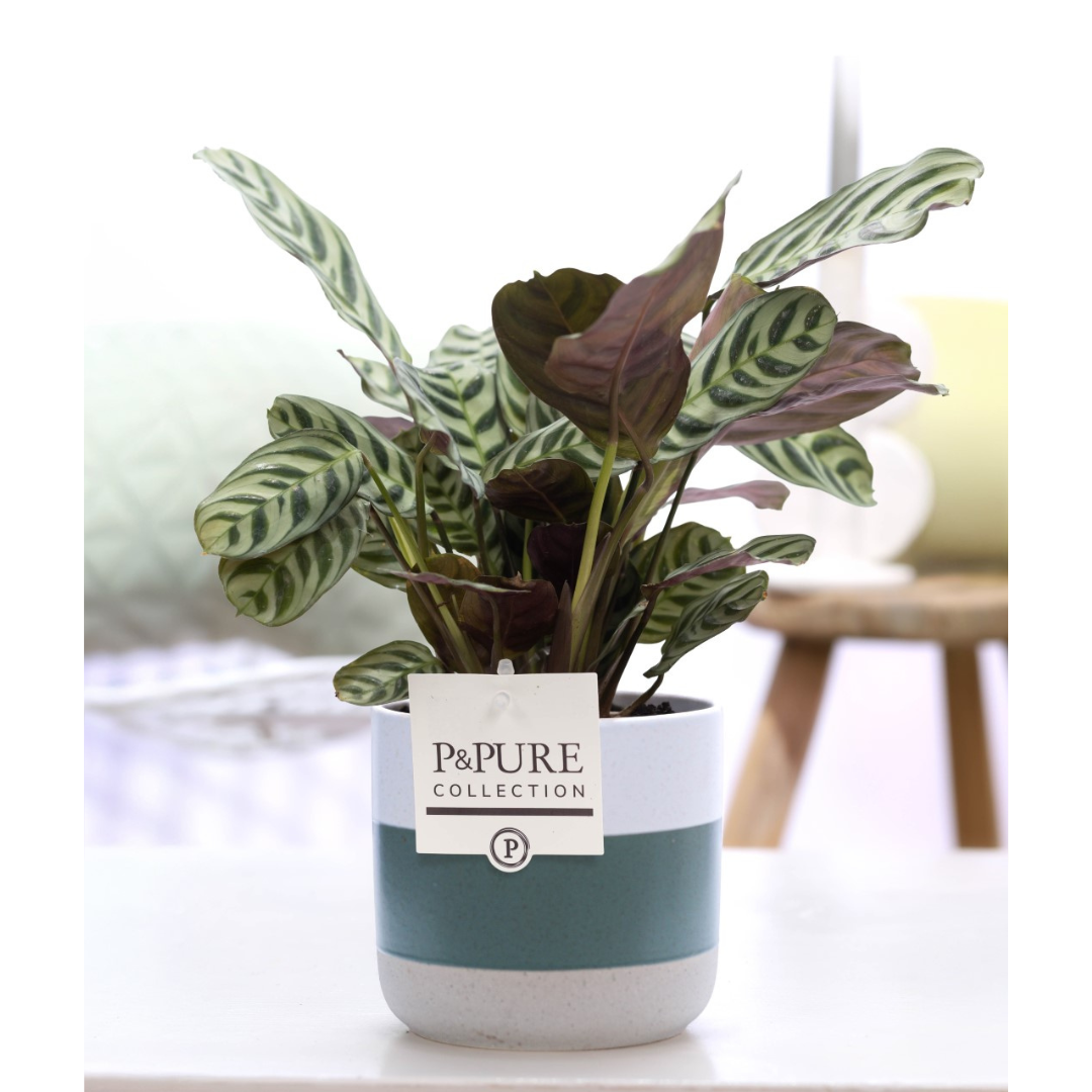 Plant cadeau Ctenanthe Burle Marxii incl. groene unieke pot