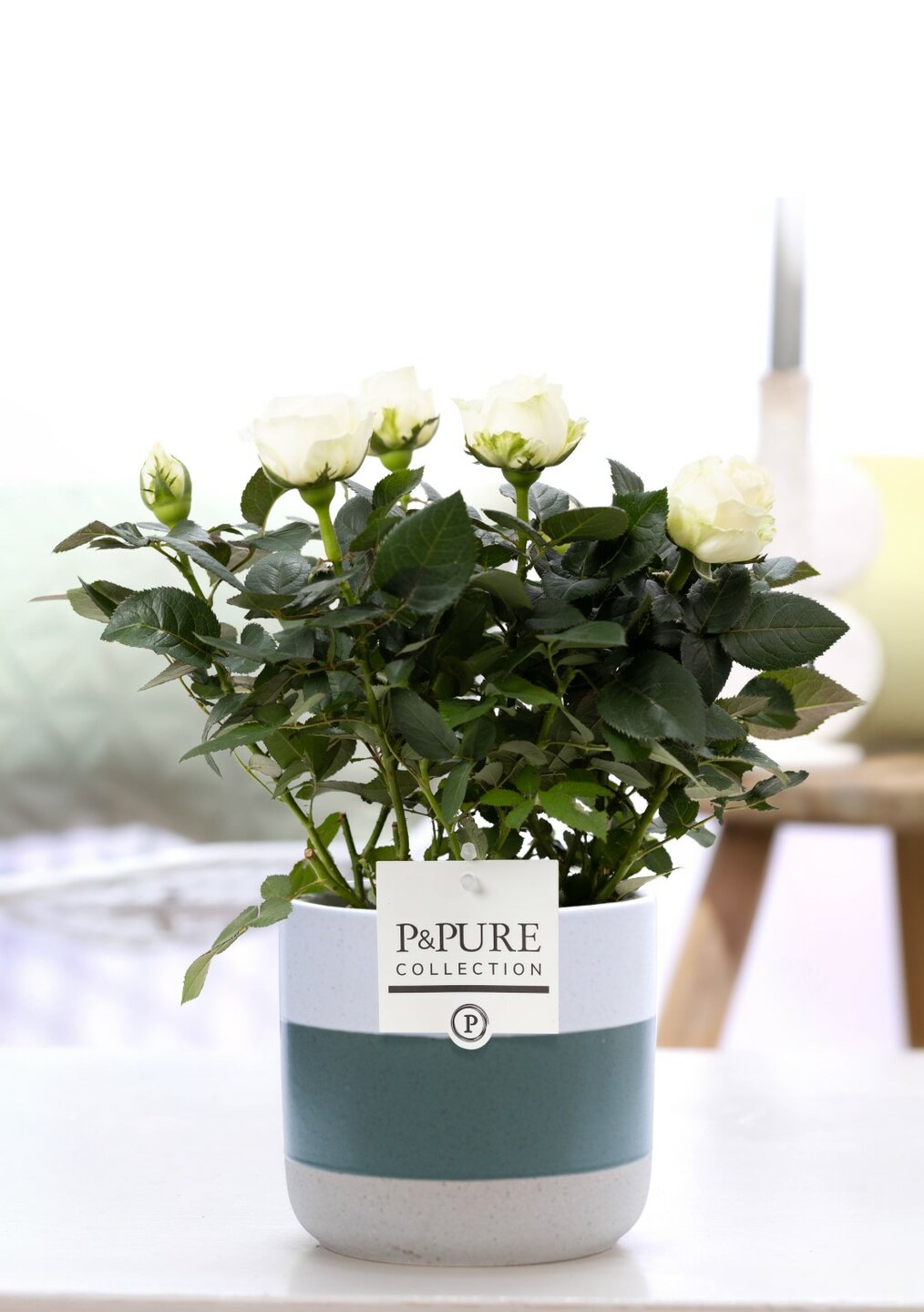 Plant cadeau Witte Roos incl. groene unieke pot