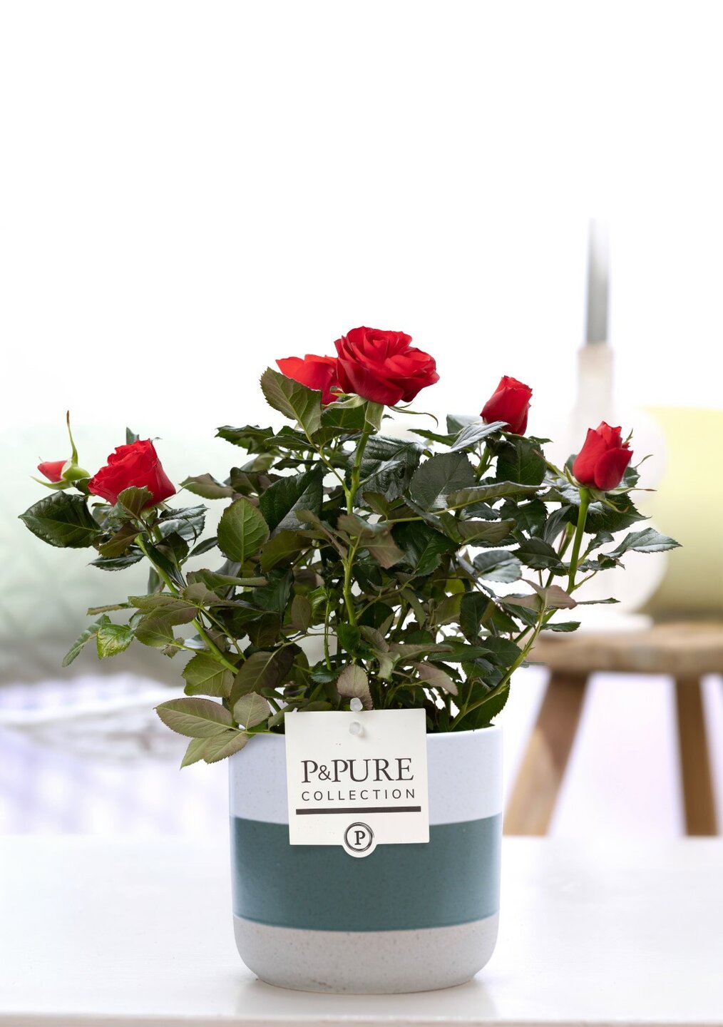 Plant cadeau Rode Roos incl. groene unieke pot