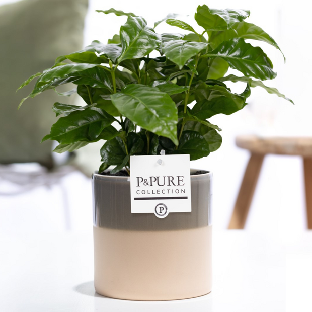 Plant cadeau Koffieplantje incl. groene trendy pot