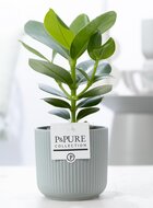Plant cadeau Clusia rosea incl. groene mooie pot