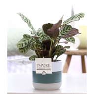 Plant cadeau Ctenanthe Burle Marxii incl. groene unieke pot