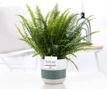 Plant cadeau Krulvaren incl. groene unieke pot