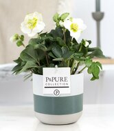 Plant cadeau Kerstroos incl. groene unieke pot
