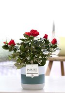 Plant cadeau Rode Roos incl. groene unieke pot